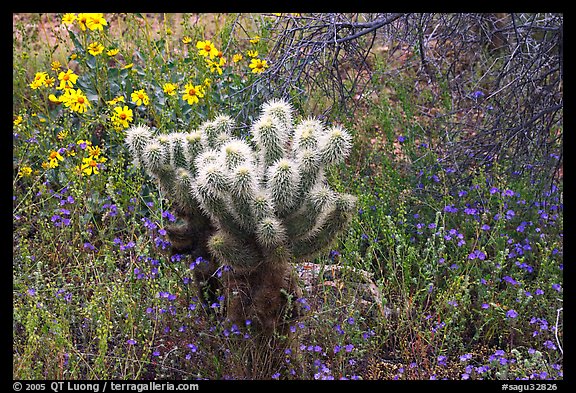 Cholla cactus, phacelia, and brittlebush. Saguaro National Park (color)