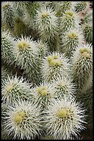 Cholla cactus close-up. Saguaro National Park, Arizona, USA. (color)