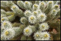 Teddy-bear cholla cactus close-up. Saguaro National Park ( color)