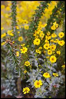 Pictures of Brittlebush