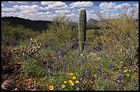 Cactus lupine, and mexican poppies with Panther Peak in the background, afternoon. Saguaro National Park, Arizona, USA. (color)