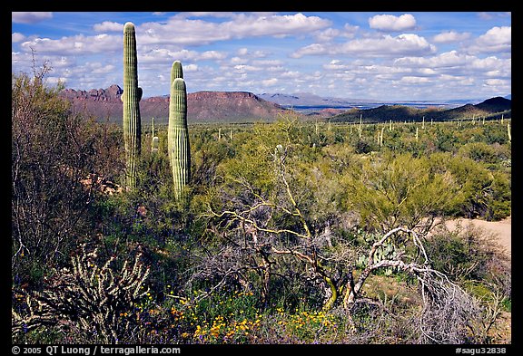 Lush desert with Cactus, mexican poppies, and palo verde near Ez-Kim-In-Zin. Saguaro National Park, Arizona, USA.