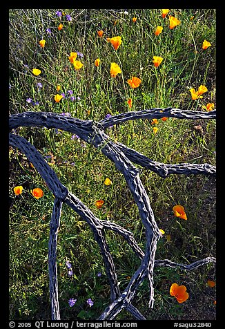Mexican poppies and cactus squeleton. Saguaro National Park (color)