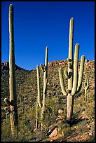 Tall saguaro cactus (scientific name: Carnegiea gigantea), Hugh Norris Trail. Saguaro National Park, Arizona, USA.