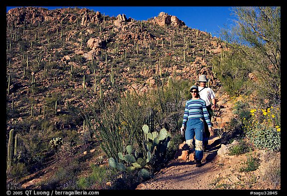 Hiking down Hugh Norris Trail amongst saguaro cactus. Saguaro National Park, Arizona, USA.