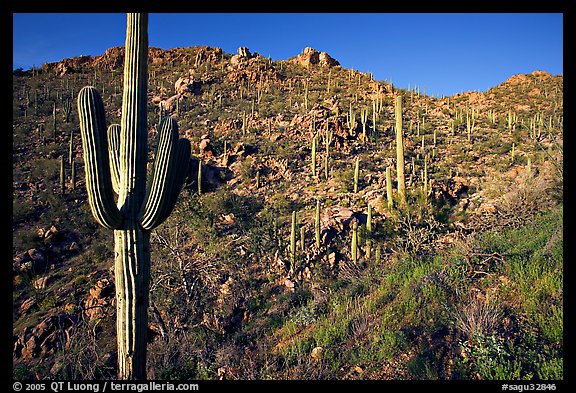 Saguaro cacti on hillside, Hugh Norris Trail, late afternoon. Saguaro National Park, Arizona, USA.