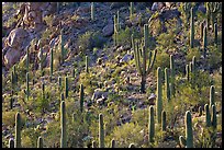 Slope with saguaro cactus forest, Tucson Mountains. Saguaro National Park, Arizona, USA. (color)