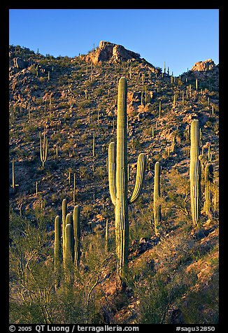 Tall saguaro cactus on the slopes of Tucson Mountains, late afternoon. Saguaro National Park, Arizona, USA.