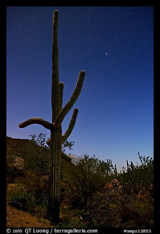 Saguaro cactus at night with stary sky, Tucson Mountains. Saguaro National Park (color)