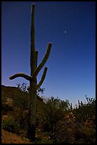 Saguaro cactus at night with stary sky, Tucson Mountains. Saguaro National Park, Arizona, USA. (color)