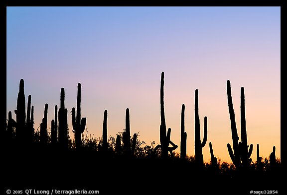 Picture/Photo: Dense saguaro cactus forest at sunrise near Ez-Kim-In ...