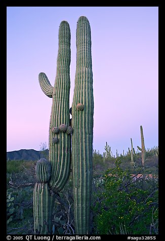 Twin cactus at dawn near Ez-Kim-In-Zin. Saguaro National Park, Arizona, USA.