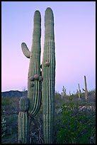 Twin cactus at dawn near Ez-Kim-In-Zin. Saguaro National Park, Arizona, USA. (color)