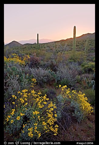 Brittlebush and cactus at sunrise near Ez-Kim-In-Zin. Saguaro National Park, Arizona, USA.