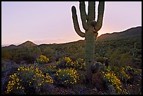Brittlebush and backlit cactus at sunrise near Ez-Kim-In-Zin. Saguaro National Park, Arizona, USA.