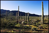 Tall cactus and Tucson Mountains, early morning. Saguaro National Park ( color)