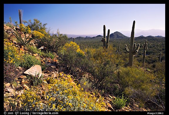 Brittlebush and Saguaro cactus near Ez-Kim-In-Zin, morning. Saguaro National Park, Arizona, USA.