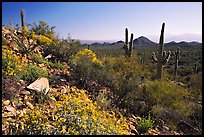 Brittlebush and Saguaro cactus near Ez-Kim-In-Zin, morning. Saguaro National Park, Arizona, USA.