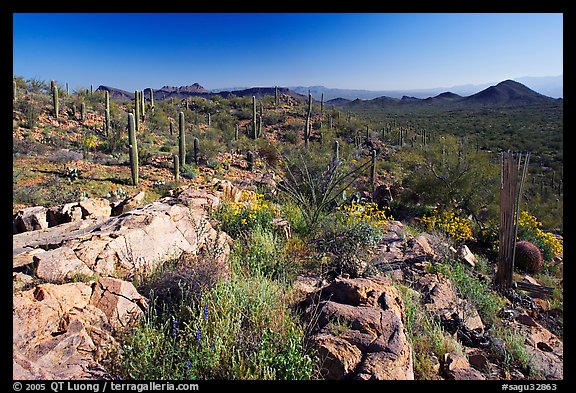 Rocks, flowers and cactus with Panther Peak and Safford Peak in the background. Saguaro National Park, Arizona, USA.