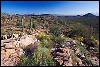 Rocks, flowers and cactus with Panther Peak and Safford Peak in the background. Saguaro National Park, Arizona, USA.