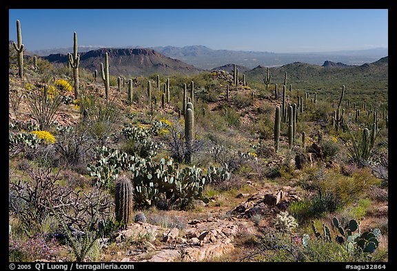 Rocks, flowers and cactus near Ez-Kim-In-Zin. Saguaro National Park, Arizona, USA.