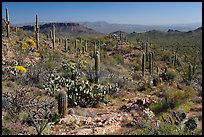 Rocks, flowers and cactus, morning. Saguaro National Park, Arizona, USA. (color)