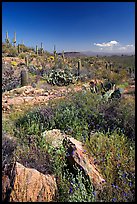 Rocks, flowers and cactus, morning. Saguaro National Park, Arizona, USA. (color)