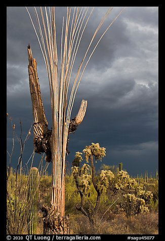 Bare wooden ribs of Saguaro skeleton under dark sky. Saguaro National Park, Arizona, USA.
