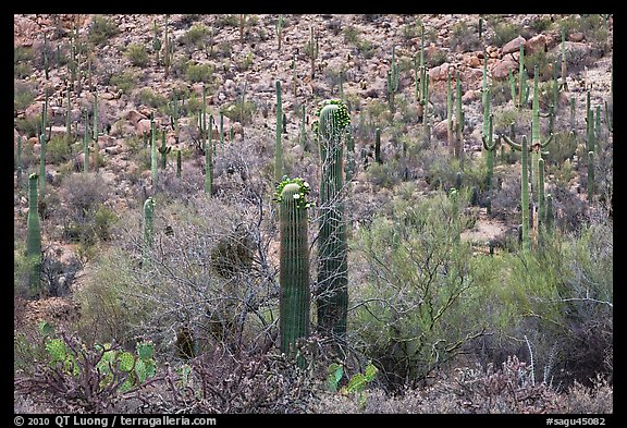 Sonoran desert vegetation in spring. Saguaro National Park, Arizona, USA.