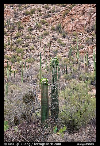 Sonoran cactus in bloom. Saguaro National Park, Arizona, USA.
