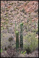 Sonoran cactus in bloom. Saguaro National Park, Arizona, USA.