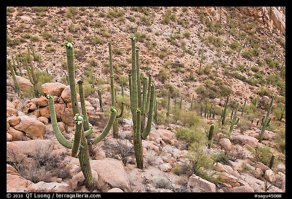 Desert slope with blooming saguaros. Saguaro National Park, Arizona, USA.