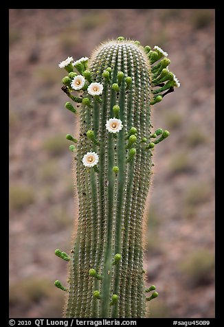 Tip of saguaro arm with pods and blooms. Saguaro National Park (color)