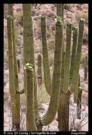 Saguarao arms topped by creamy white flowers. Saguaro National Park (color)