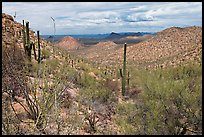 Tucson Mountains from Hugh Norris Trail. Saguaro National Park ( color)