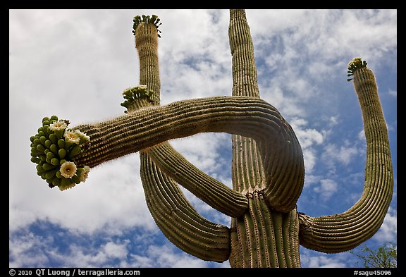 Giant saguaro with blooms on tip of arms. Saguaro National Park, Arizona, USA.