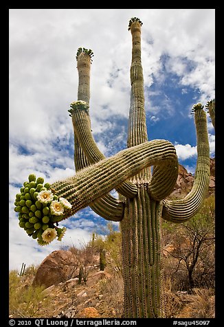 Giant saguaro cactus with flowers on curving arm. Saguaro National Park, Arizona, USA.