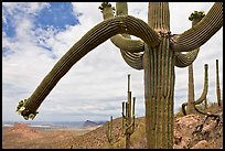 Desert landscape framed by saguaro cactus. Saguaro National Park, Arizona, USA.