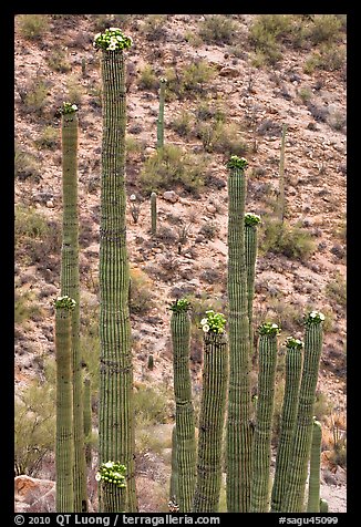 Tops of saguaro cactus with blooms. Saguaro National Park (color)