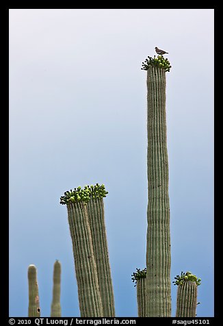 Woodpecker perched on top of saguaro cactus. Saguaro National Park, Arizona, USA.