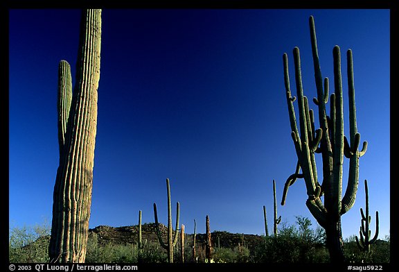 Saguaro cacti, late afternoon. Saguaro  National Park