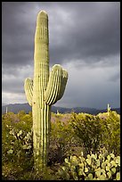 Saguaro cactus and stormy skies, Rincon Mountain District. Saguaro National Park ( color)