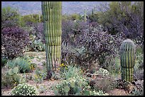 Desert wildflowers and cacti, Rincon Mountain District. Saguaro National Park ( color)