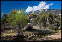 Decidious trees, Miller Creek and Rincon mountains. Saguaro National Park ( color)