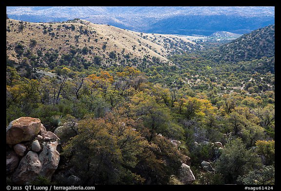 Chaparral and oaks along Miller Creek, Rincon Mountain District. Saguaro National Park (color)