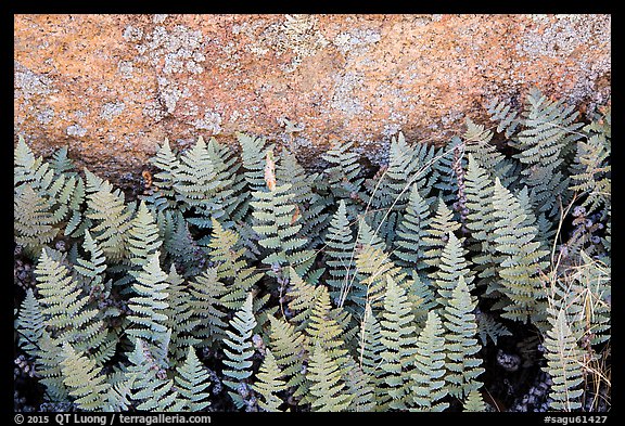 Close-up of ferns and lichen, Rincon Mountain District. Saguaro National Park (color)