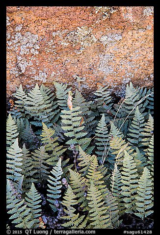 Ferns and lichen on boulder, Rincon Mountain District. Saguaro National Park (color)