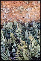 Ferns and lichen on boulder, Rincon Mountain District. Saguaro National Park ( color)
