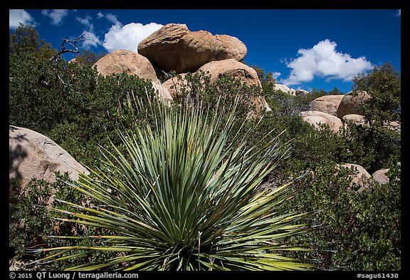 Sotol and boulders, Rincon Mountain District. Saguaro National Park (color)