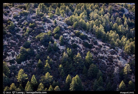 Pine trees from Rincon Peak. Saguaro National Park, Arizona, USA.